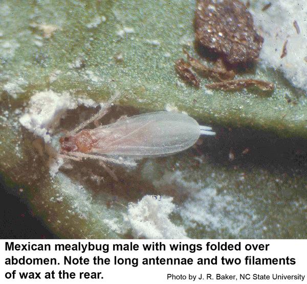 Male Mexican mealybug