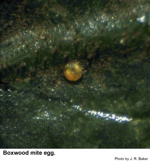 Boxwood eggs