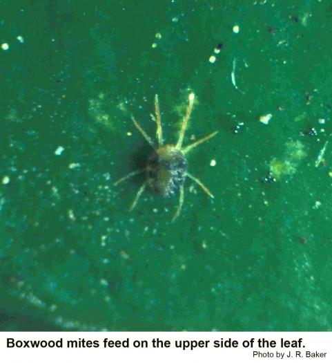 boxwood mite