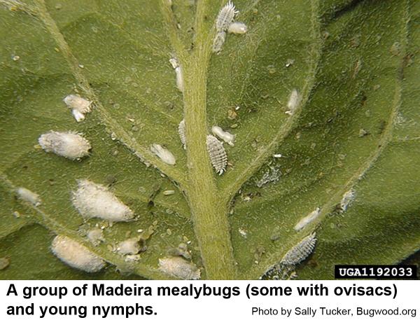 Madeira mealybugs are feeding on hibiscus.