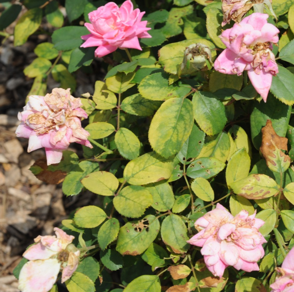 Knockout rose chlorosis caused by imazapyr spray drift.